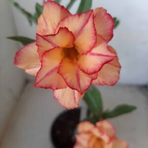 Planta Dobrada 1774 – 30cm – 02 anos