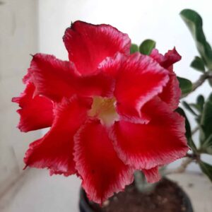 Planta Dobrada 1782 – 25cm – 01 ano