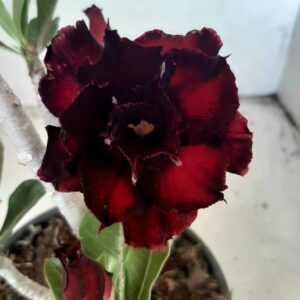 Planta Dobrada 1783 – 25cm – 01 ano