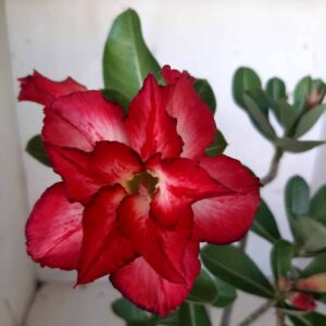 Planta Dobrada 1804 – 30cm – 02 anos