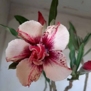 Planta Dobrada 1805 – 45cm – 03 anos
