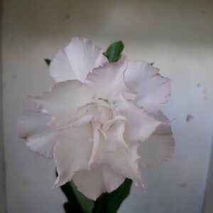 Planta Dobrada 1806 – 25cm – 01 ano