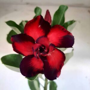 Planta Dobrada 1807 – 30cm – 01 ano