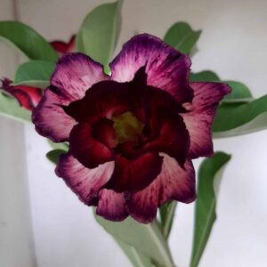 Planta Dobrada 1809 – 30cm – 01 ano