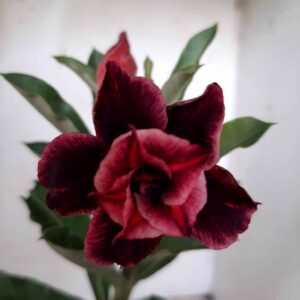 Planta Dobrada 1810 – 25cm – 09 meses