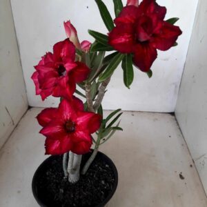 Planta Dobrada 1811 – 30cm – 01 ano