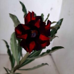 Planta Dobrada 1812 – 25cm – 09 meses