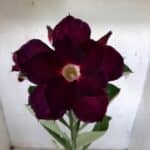 Planta Dobrada 1814 – 30cm – 01 ano