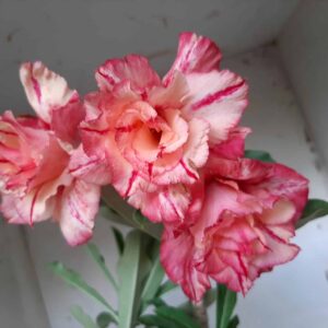 Planta Dobrada 1815 – 35cm – 02 anos