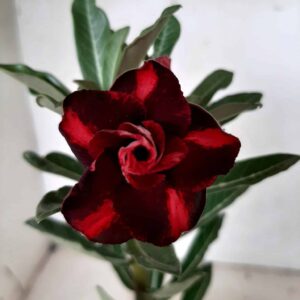 Planta Dobrada 1816 – 25cm – 09 meses