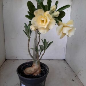 Planta Dobrada 1818 – 30cm – 02 anos