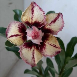 Planta Dobrada 1819 – 25cm – 09 meses