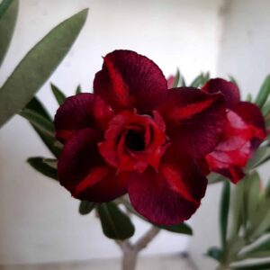 Planta Dobrada 1821 – 25cm – 01 ano