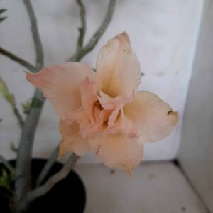 Planta Dobrada 1835 – 30cm – 01 ano