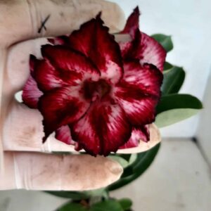 Planta Dobrada 1836 – 22cm – 09 meses