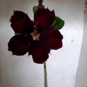 Planta Dobrada 1837 – 30cm – 01 ano