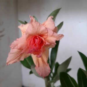 Planta Dobrada 1838 – 30cm – 01 ano