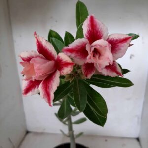 Planta Dobrada 1839 – 25cm – 09 meses