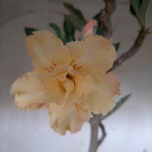 Planta Dobrada 1840 – 35cm – 02 anos