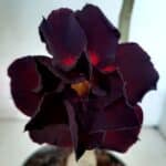 ENXERTO 11045 – 30cm (cor LM 113)