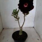 ENXERTO 11092 – 25cm (cor LM 217)