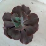 Echeveria INCREIBLE - Nº 05 - cuia 13