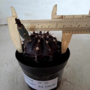 Gymnocalycium Mihanovichii “Purple” Nº 50 – vaso 09