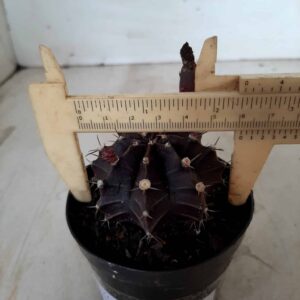 Gymnocalycium Mihanovichii “Purple” Nº 51 – vaso 09