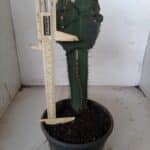 ASTROPHYTUM cv KIKKO  "ENXERTADO"  Nº 280 – vaso 15