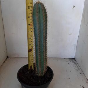 PILOSOCEREUS PACHYCLADUS Nº 15 - vaso 15  **(Cacto Azul)**