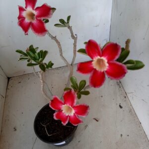 Planta Simples 1796 – 25cm – 01 ano