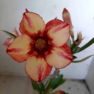 Planta Simples 1797 – 25cm – 01 ano