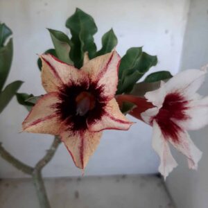 Planta Simples 1828 – 30cm – 02 anos
