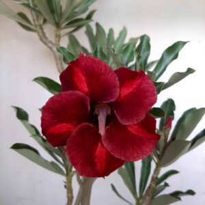 Planta Simples 1829 – 35cm – 02 anos