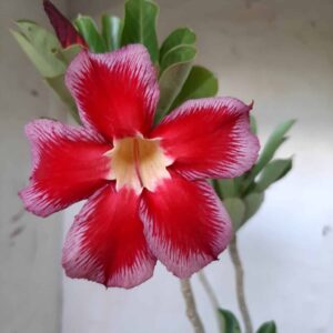 Planta Simples 1830 – 30cm – 02 anos