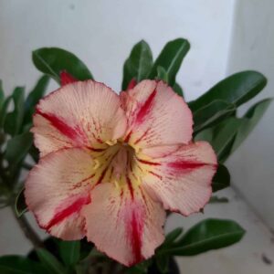 Planta Simples 1831 – 22cm – 01 ano