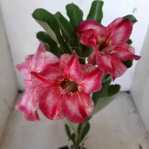 Planta Simples 1835 – 25cm – 09 meses