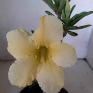 Planta Simples 1838 – 22cm – 09 meses