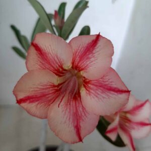 Planta Simples 1840 – 22cm – 09 meses