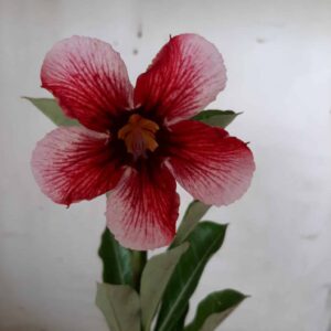 Planta Simples 1841 – 25cm – 09 meses