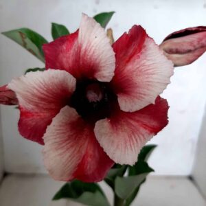 Planta Simples 1842 – 25cm – 09 meses