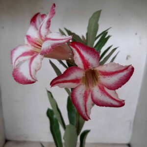 Planta Simples 1843 – 30cm – 01 ano