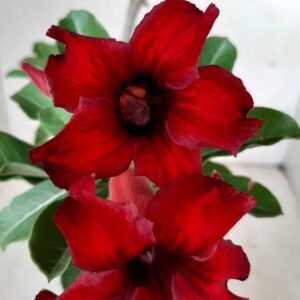 Planta Simples 1845 – 30cm – 01 ano