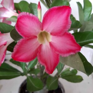 Planta Simples 1849 – 30cm – 02 anos