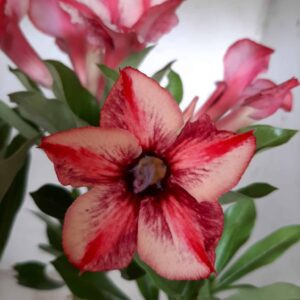 Planta Simples 1852 – 30cm – 01 ano