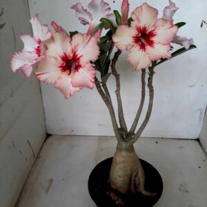 Planta Simples 1854 – 30cm – 02 anos