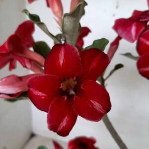 Planta Simples 1855 – 30cm – 01 ano