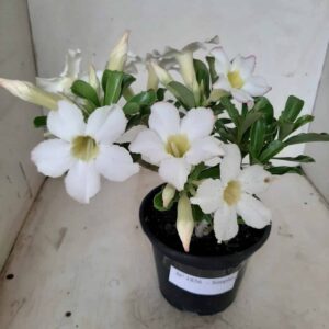 Planta Simples 1856 – 22cm – 01 ano