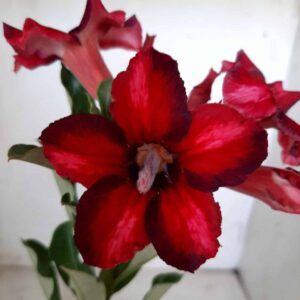 Planta Simples 1860 – 30cm – 09 meses
