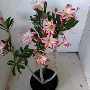 Planta Simples 1864 – 30cm – 02 anos